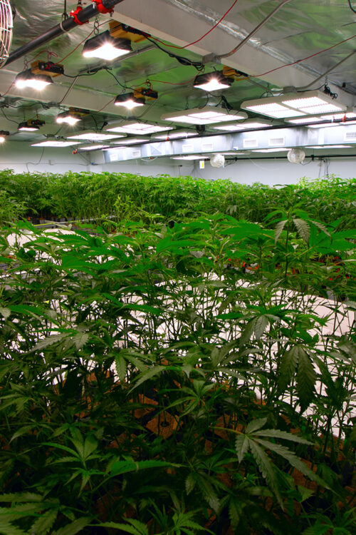 Marijuana Indoor Bloom Room